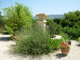 The fountain and Luberon mountains.