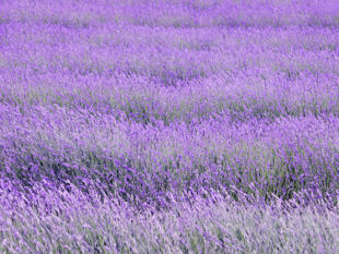 Lavender in bloom.