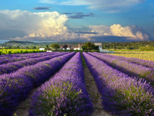 Lavender field in bloom.