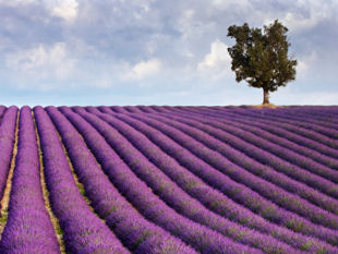 Lavender field.