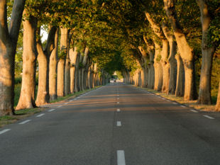 Old Roman road lined with Plane trees.