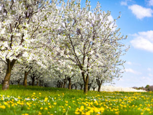 Cherry field in blossom.