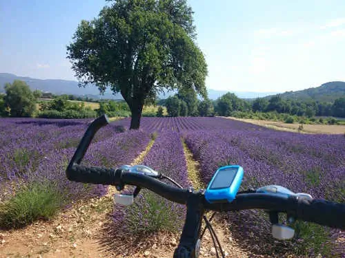 Provence cycling tours - Biking through lavender fields.