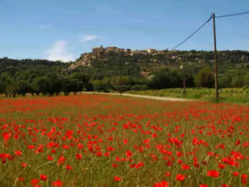 Provence Cycling Holidays: poppy field near Gordes.