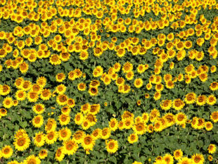 Provence bicycle tours - Provencale Sunflowers...